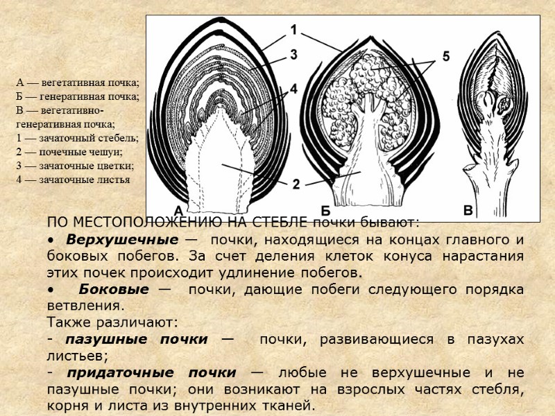 ПО МЕСТОПОЛОЖЕНИЮ НА СТЕБЛЕ почки бывают:    Верхушечные —  почки, находящиеся